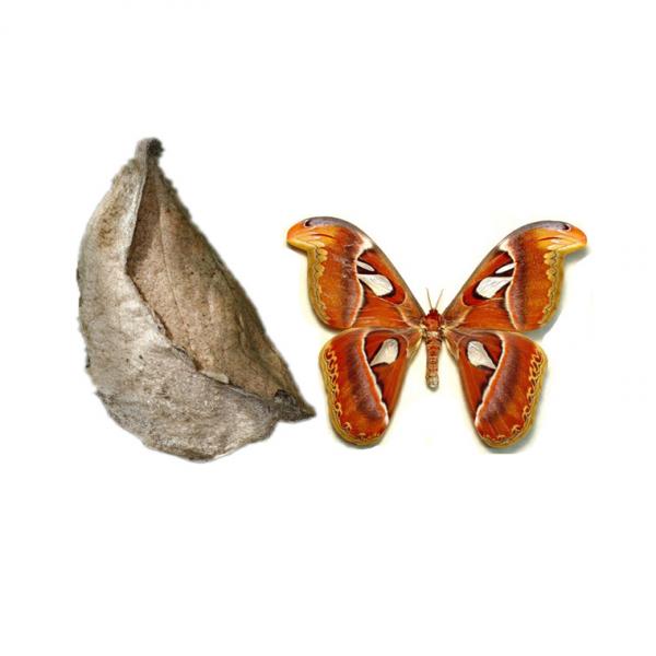 Attacus Atlas (куколка бабочки)