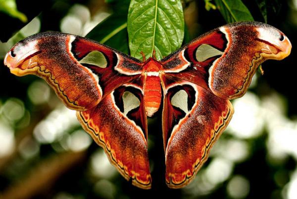 Attacus Atlas