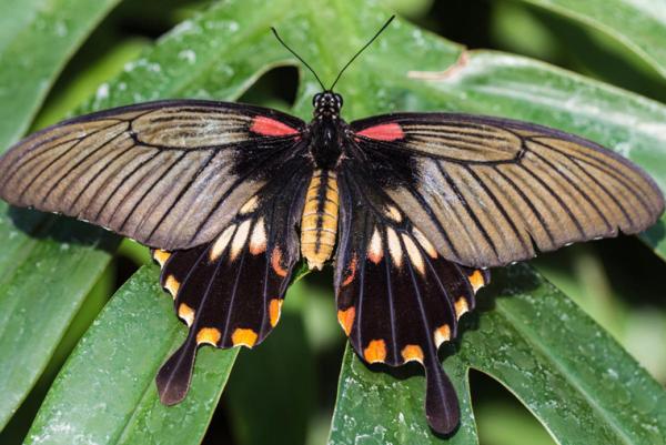 Papilio Lowii