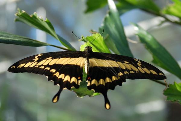 Papilio Thoas