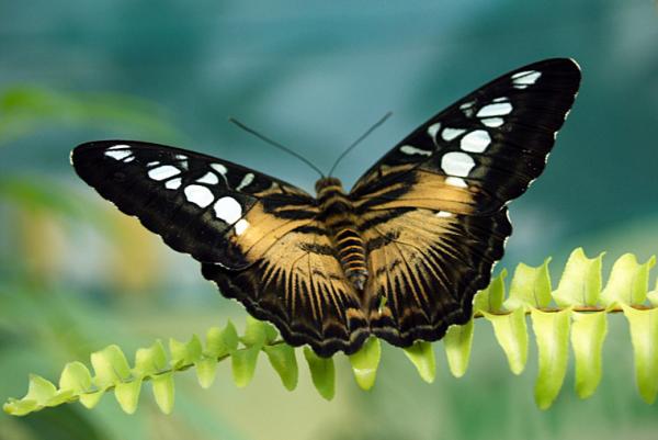 Parthenos Sylvia