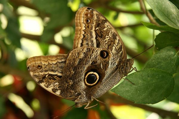 Caligo Memnon