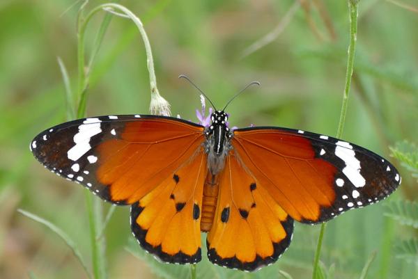 Danaus Crysippus