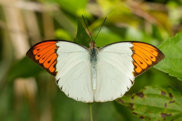 Hebomoie Glaucippe