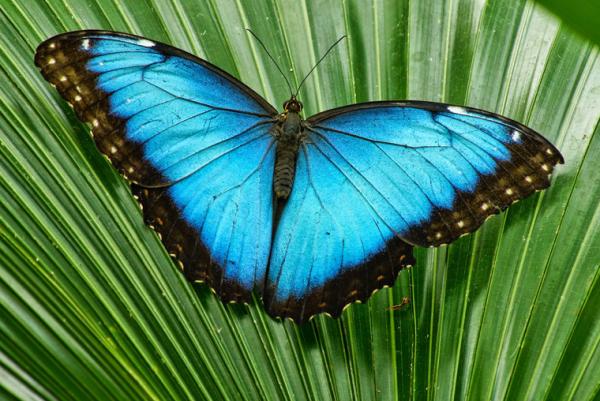 Morpho Peledis