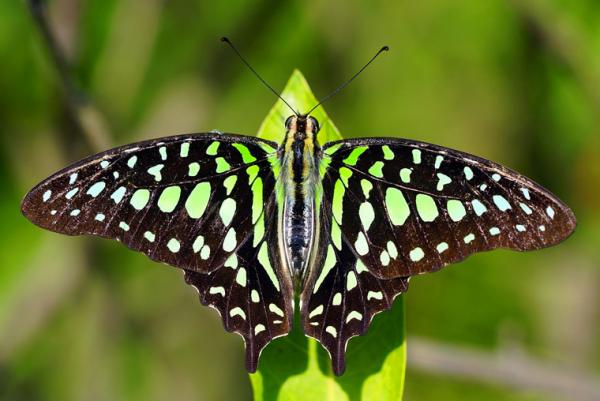 Graphium Agamemnom