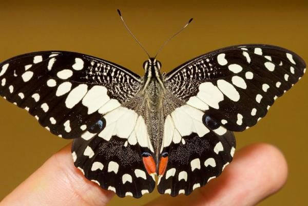 Papilio Demoleus