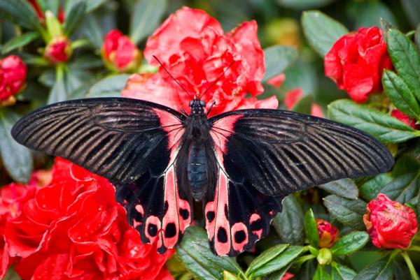 Papilio Rumanzovia