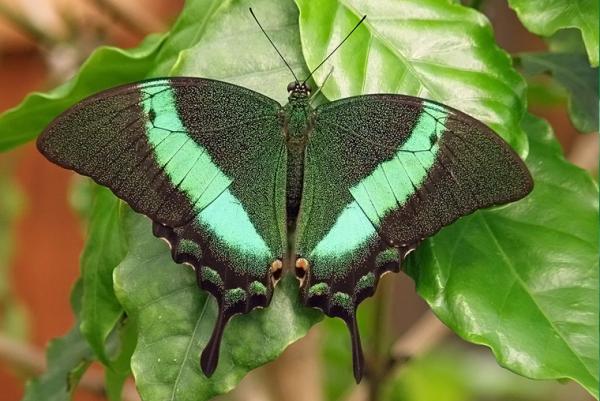 Papilio Polinurs