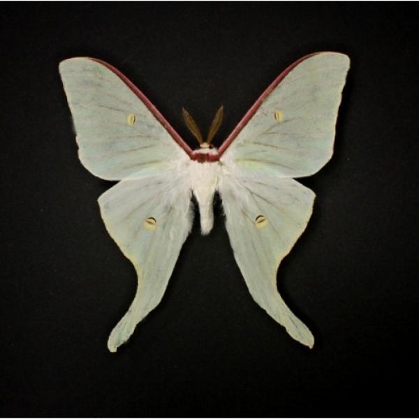 Actias artemis male (Актиас Артемис самец)