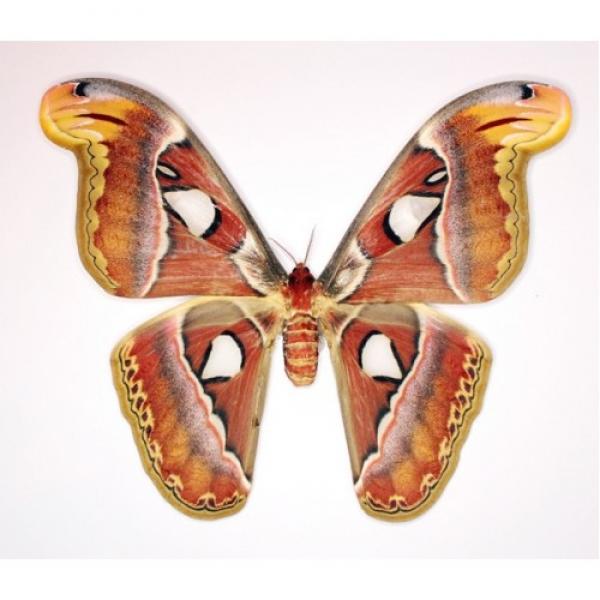 Attacus atlas (Аттакус атлас)