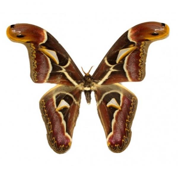 Attacus edwardsi (Аттакус эдвардси)