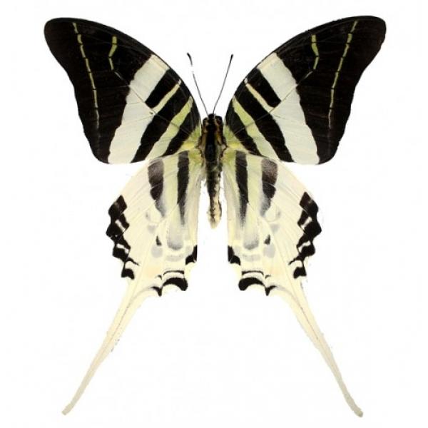 Graphium androcles (графиум андроклес)