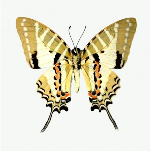 Graphium nomius (графиум номинус)