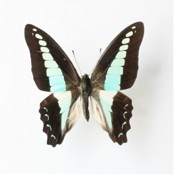 Graphium sarpedon (графиум сарпедон)