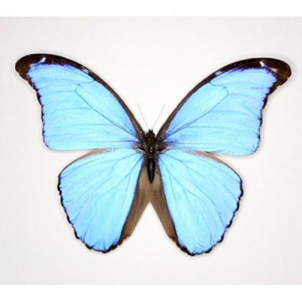 Morpho didius (Морфо дидиус)