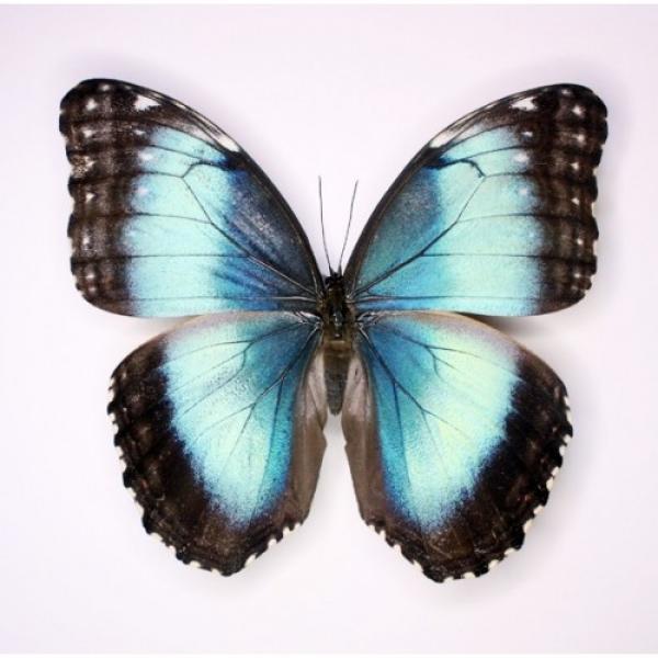 Morpho helenor (Морфа хеленор)