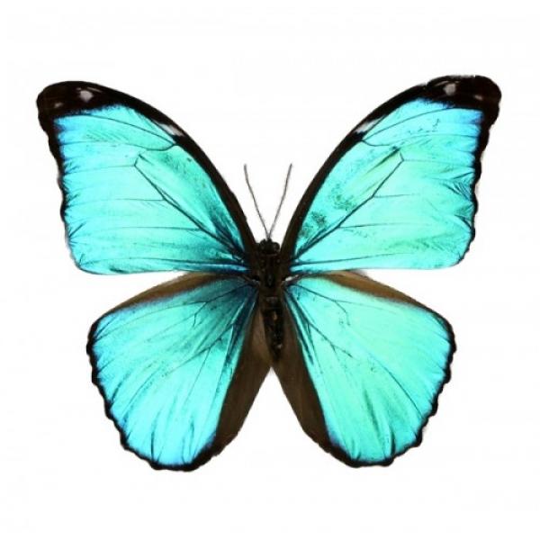 Morpho menelaus (Морфо менеланус)