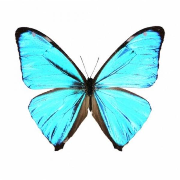 Morpho poritis (Морфо поритис)