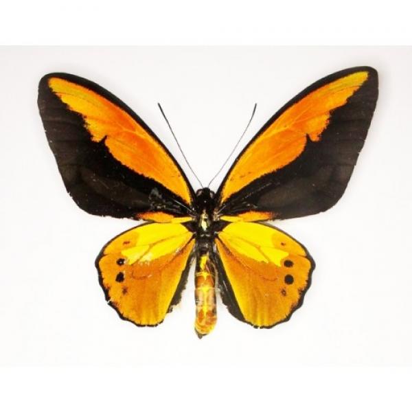 Ornithoptera croesus (Орнитоптера крезус)