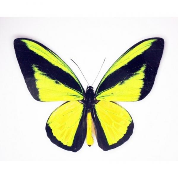 Ornithoptera goliath samson (Орнитоптера голиаф)