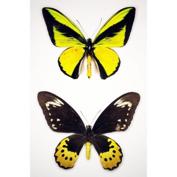 Ornithoptera goliath samson pair (Орнитоптера голиаф самсон пара)