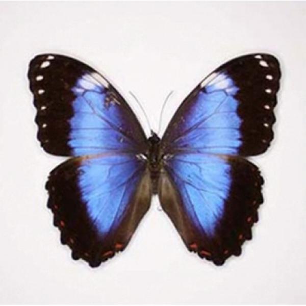 Morpho (Морфа)