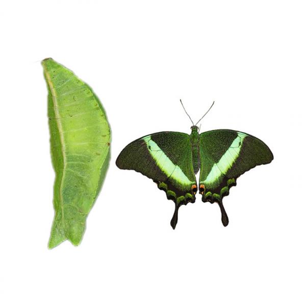 Papilio Polinurs (куколка бабочки)