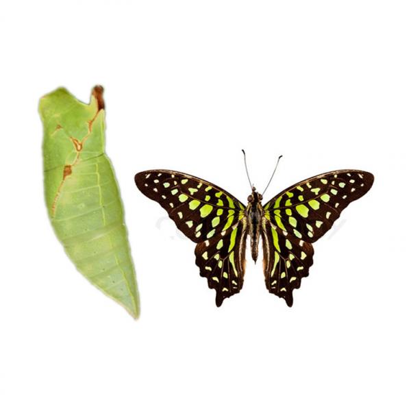 Graphium Agamemnom (куколка бабочки)