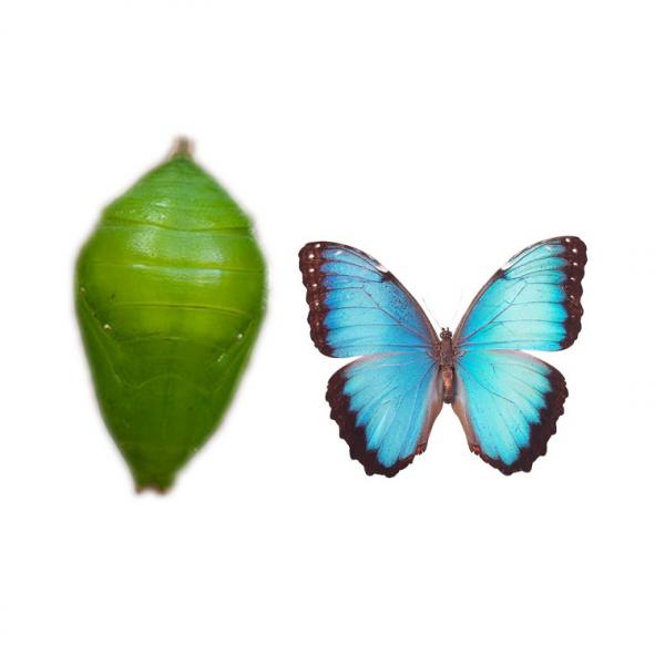 Morpho Peledis (куколка бабочки)